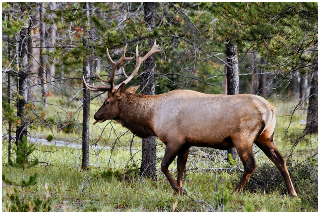 05 - Jasper NP (31).jpg
